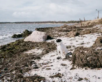 Kalle, the beach