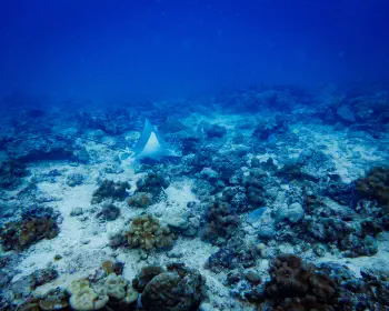 Diving