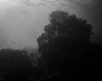 Wine Dark Sea