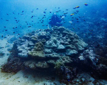 Diving