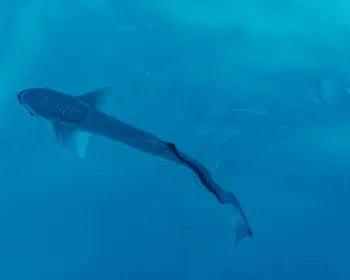Remora