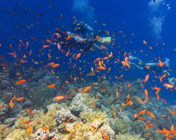 Jackson Reef