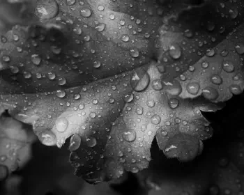Leaves, raindrops