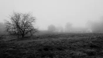 Fog