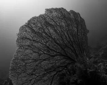Wine Dark Sea