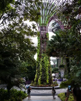 Supertree