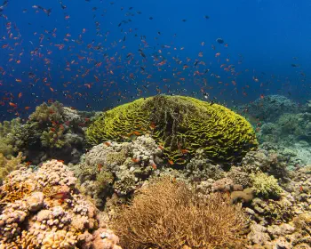 Jackson Reef