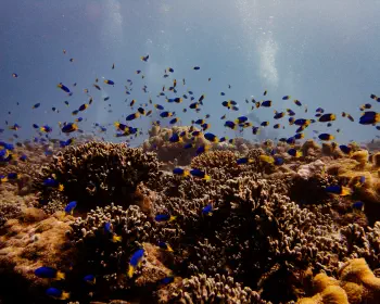 Diving