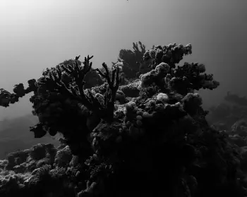 Wine Dark Sea