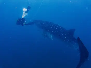 Whale shark