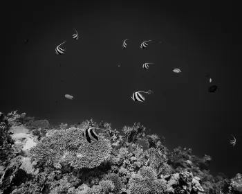 Wine Dark Sea