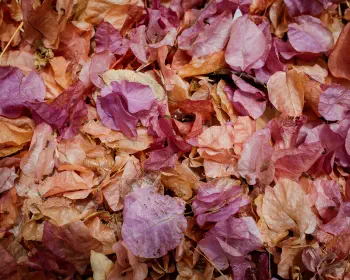 Leaves