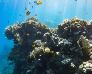 Umbi house reef