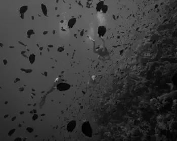 Wine Dark Sea