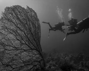 Wine Dark Sea