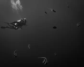 Wine Dark Sea