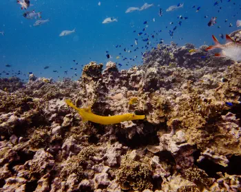 Diving