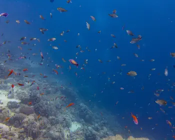 Diving