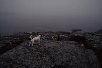 Foggy morning