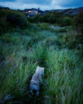 Evening walk, Lerkil, 2009