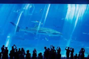 Japan-Okinawa-Ocean-Expo-Park