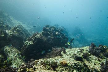 Diving