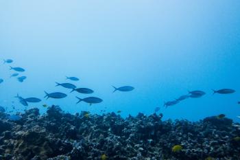Diving