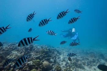 Diving
