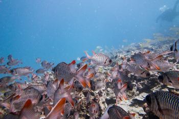 Diving