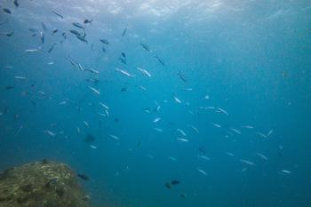 Diving