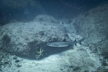 Diving