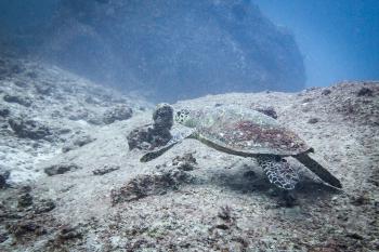Diving
