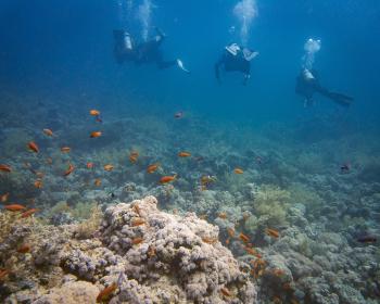 Diving