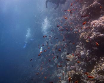 Diving