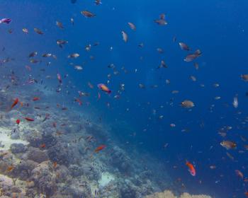 Diving