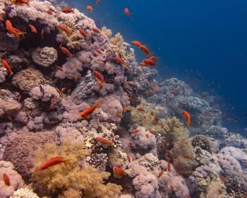 Diving