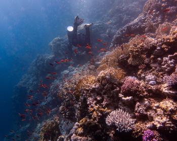 Diving