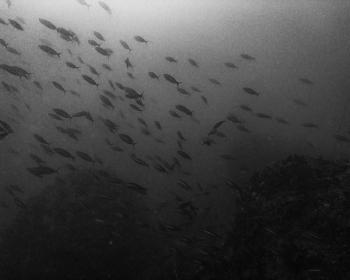 Diving