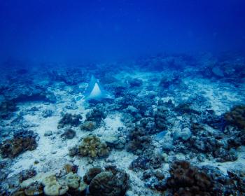 Diving