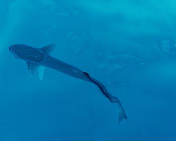 Remora