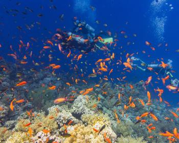 Jackson Reef