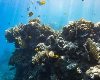 Umbi house reef