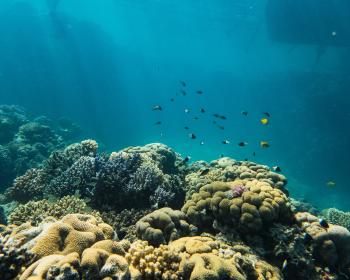 Umbi house reef