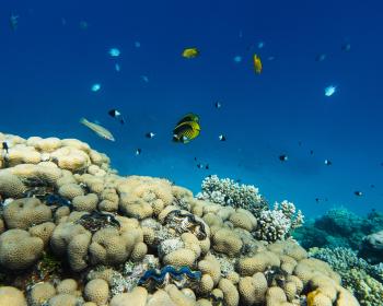 Umbi house reef