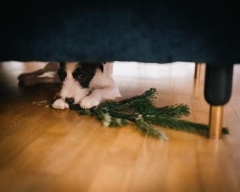 Kalle (stolen branch)