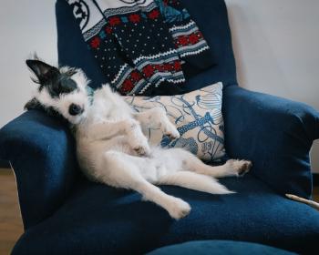 Kalle (Christmas nap)