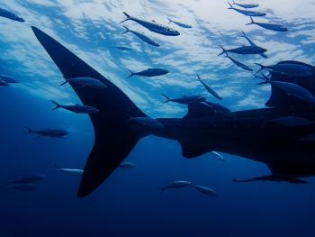 Whale shark