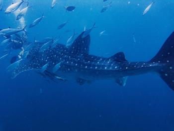 Whale shark
