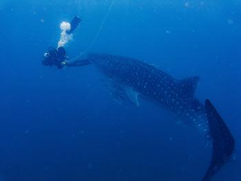 Whale shark