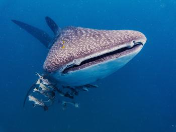 Whale shark